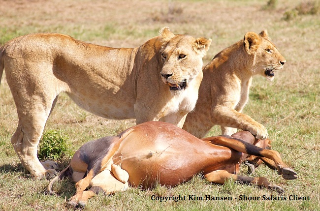 Lions in Samburu Reserve